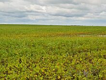 Наводнение вскрыло проблемы мелиорации в Амурской области