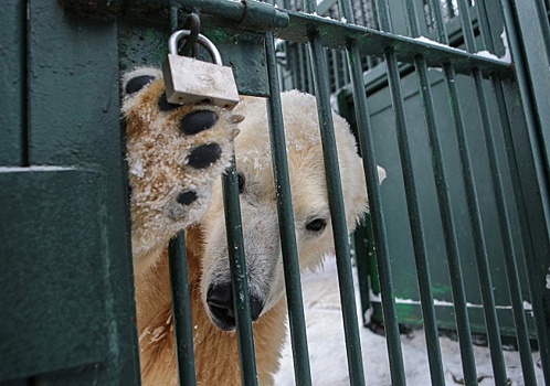 Белые медвежата из Московского зоопарка готовятся к путешествию в Будапешт