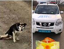 В Анапе полицейские помогли спасти собаку-инвалида