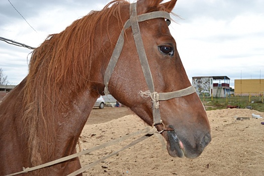 В Волгограде из-за безденежья распродают табун лошадей-терапевтов