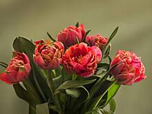 Россиян предупредили о популярных схемах мошенников к 14 февраля