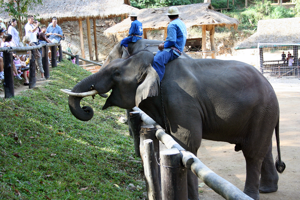 Вилла Maesa Elephant Camp, Чиангмай, Таиланд, Азия