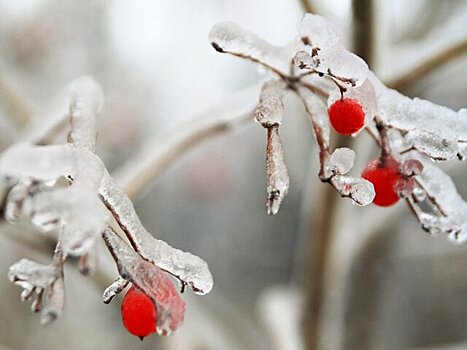Ледяной дождь может пройти в Москве в конце недели из-за потепления