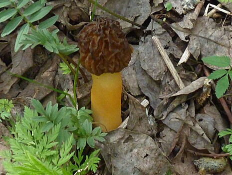 В лесах Тверской области пошли первые грибы сморчки