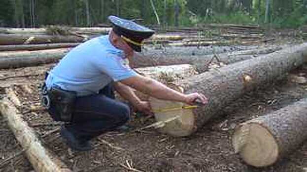 Бывшего депутата совета сельского поселения оштрафовали за незаконную рубку леса