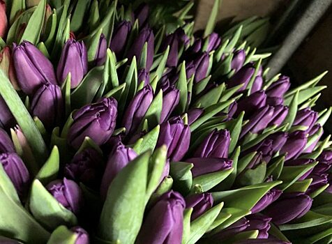 К Восьмому марта калининградские таможенники проверили 492 тонны цветов