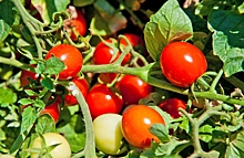 Необычные способы выращивания помидоров: изучаем плюсы и минусы