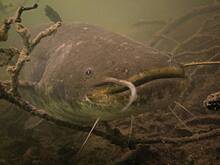 В реке Дохна поймали огромного сома