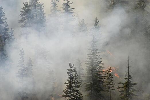 Сибирские ученые придумали, как подсчитать выбросы СО2 от лесных пожаров