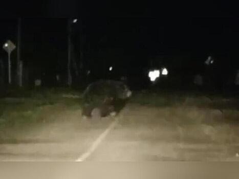 В Кыре медведь вышел к людям