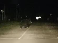 В Кыре медведь вышел к людям