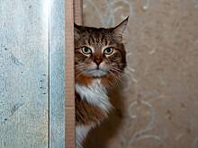 Россиянка после расставания с бойфрендом решила отсудить кошку