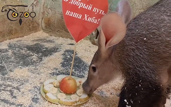 Нижегородский зоопарк «Лимпопо» попрощался с детенышем трубкозуба