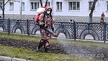 В Вологде объявлен конкурс по выбору подрядчика для обработки растений от клещей