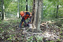 Почти 50 аварийных и сухостойных деревьев удалили в Печатниках
