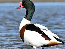 В Шатурский парк завезли 1,3 тысячи уток