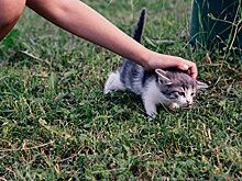 В Липецке дети играли живым котенком в бейсбол