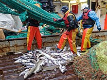 Что мешает рыбакам снизить цены на свою продукцию