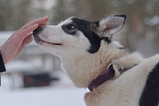 Кинолог Голубев: перед зимней прогулкой собаке нужна разминка