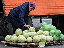 Объем продукции сельского хозяйства в Татарстане достиг 240 миллиардов рублей