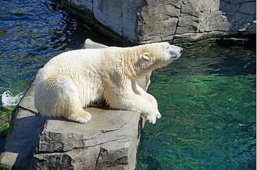 Белые медведи в зоопарке Якутска получили новые игрушки от «Роснефти»