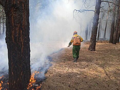 «Не боятся стены огня»: кто и как тушит лесные пожары в Красноярском крае
