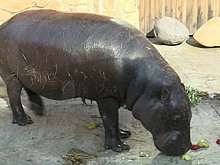 Карликовая бегемотиха Ева из Екатеринбургского зоопарка осталась без пары из-за санкций