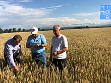 В Дагестане приступили к уборке зерновых