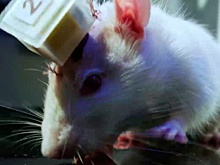 Эксперт объяснил, как подключение мозга крысы к ИИ поможет людям