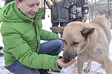 В Госдуме выступили против закона об эвтаназии бесхозных животных в Бурятии