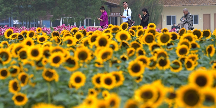В восточнокитайском поселке Лотин цветут осенние цветы