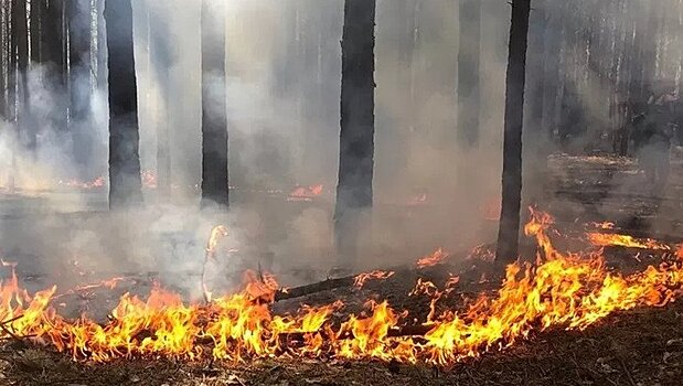 Площадь лесных пожаров в России утроилась за счет Красноярского края