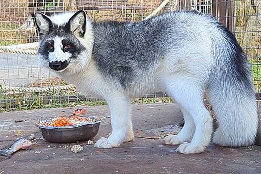 Мраморного лиса показали на видео в российском зоопарке
