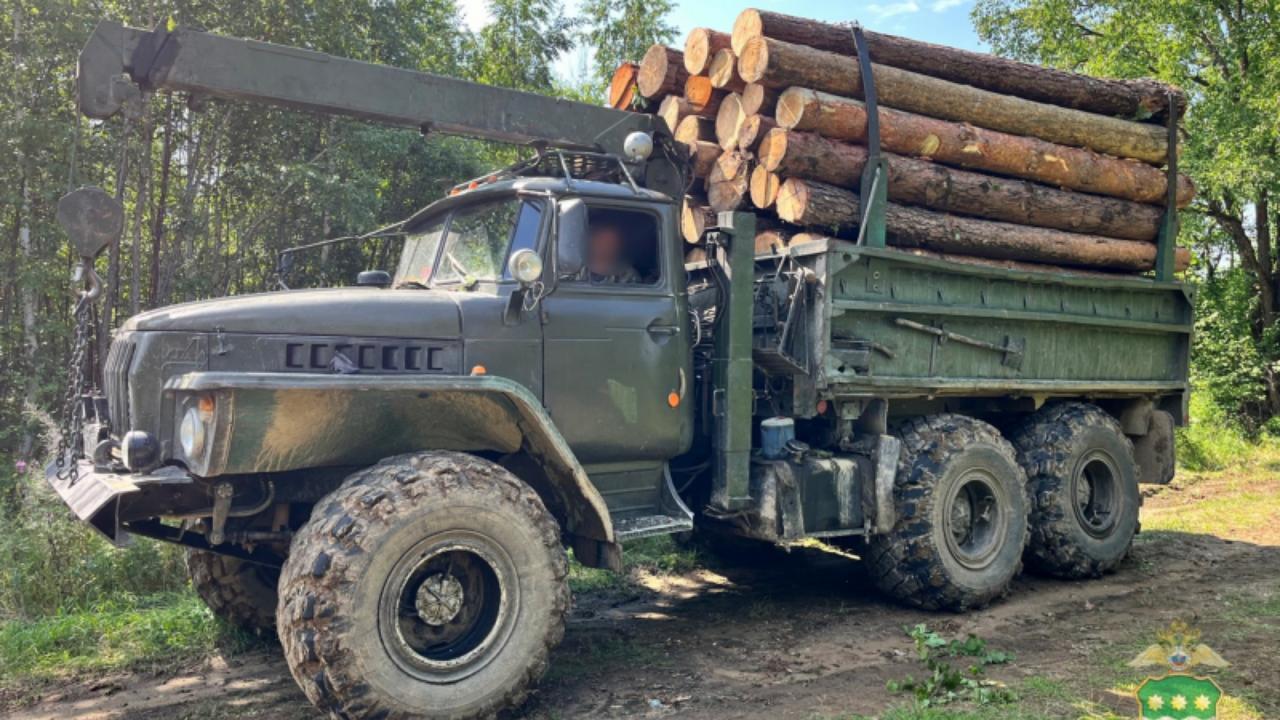 В Приамурье осудят 10 участников группы «чёрных лесорубов» за незаконную рубку леса на 11 млн рублей