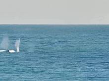 Найденный у берегов Турции украинский безэкипажный катер решили уничтожить