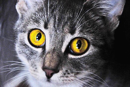 СМИ: США завершат научные эксперименты над кошками