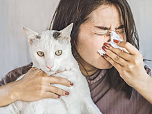 Препарат от аллергии на кошек проходит доклинические исследования