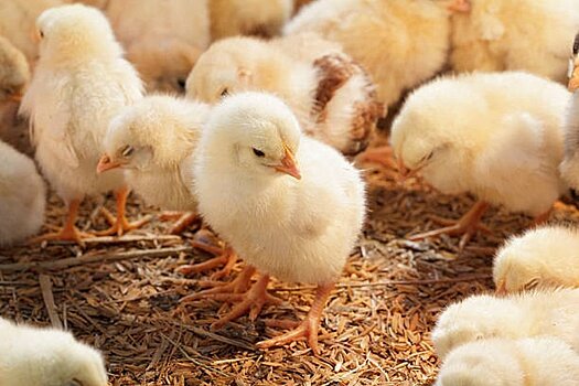 Власти Дании из-за вспышки птичьего гриппа уничтожат 25 тысяч цыплят