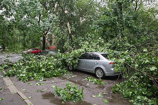 Вырванные с корнем деревья в столице объяснили