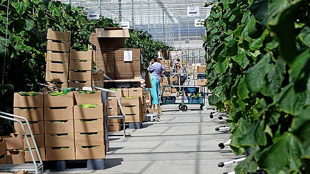 Агрохолдинг «Системы» купит еще два крупных хозяйства