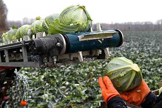 Россия в 2020 году поставила рекорд по экспорту продуктов