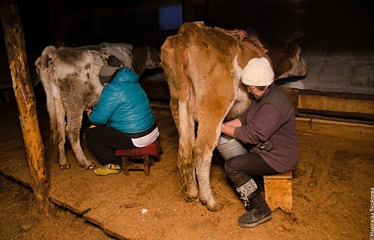 Молочная проблема в Нестеровском районе: «Всех дойных коров придётся пустить под нож»