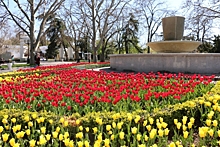 В Севастополе высадят 140 тыс. цветов ко Дню Победы