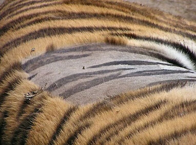 Вот как выглядит кожа тигра, если ее побрить.