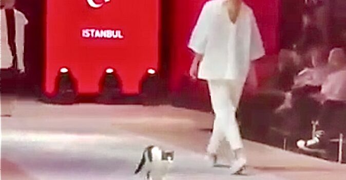 Кошка с красной дорожки: животные на подиуме