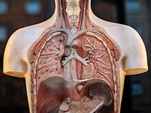 Сколько всего органов у человека?