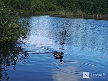 Сезон охоты на пернатую дичь стартует в Нижегородской области с 16 августа