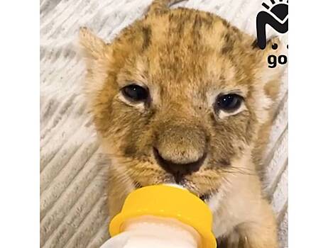 Россиянин спас львенка от любителей «модных» питомцев