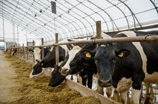 «Мираторг» увеличил производство молока в Курской области на 12%