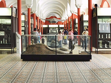 Зоологический музей МГУ стал самым популярным на олимпиаде «Музеи. Парки. Усадьбы»